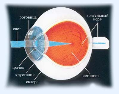Строение глаза - retina.ru